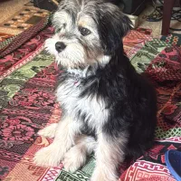 توله سگ شیتزو