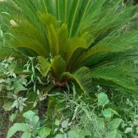 گل . گل های آپارتمانی و باغچه ای در گلدان|گل و گیاه طبیعی|شلمان, |دیوار