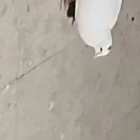 سفید گمشده|حیوانات|سبزوار, مدرس|دیوار