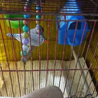 یک جفت فنچ|پرنده|شیروان (خراسان), |دیوار