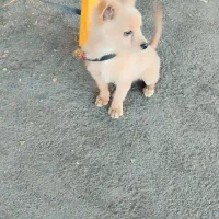 پامر روباهی|سگ|پاکدشت, پاکدشت (مامازند)|دیوار