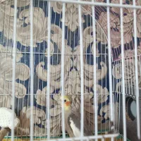 عروس هلندی با قفس و وسایل|پرنده|بندر ماهشهر, |دیوار