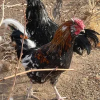 خروس گلین|حیوانات مزرعه|رباطکریم, الارد|دیوار