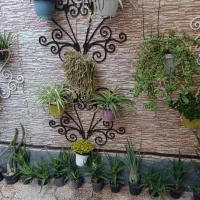 گل و گیاه|گل و گیاه طبیعی|قرچک, مهدیه|دیوار