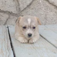 واگزاری پامر اشپیتز|سگ|تبریز, |دیوار