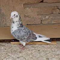 کفتر پشت سنگی نر و کله ماستی کاکلی ماده بدون غلط