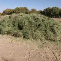 یونجه|خدمات باغبانی و درختکاری|نهاوند, |دیوار