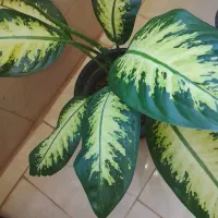 گل و گیاه آپارتمانی