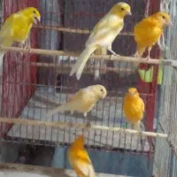 تعدادی قناری جوان همه سالم
