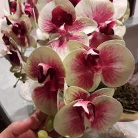 گلها همه نو جدید|گل مصنوعی|مشهد, گوهرشاد|دیوار