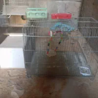 سه عدد قفس  با وسایل و همیچی