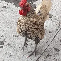 مرغ و خروس سبرایت