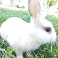 ۲ عدد خرگوش بالغ