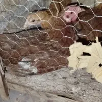 معاوضه و فروش مرغ و جوجه اردک با...
