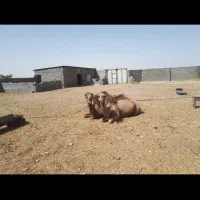 باغ ۲۳۰۰متر، دامداری پروانه‌دار، مناسب ویلا|فروش دفتر صنعتی، کشاورزی، تجاری|خوسف, |دیوار