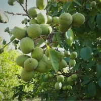 فروش گردو سردرخت