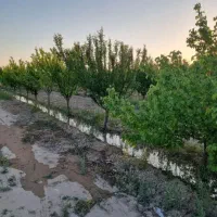 زمین باغی کشاورز ۴۰۶ متر اسلامشهر علی آباد طپانچه|فروش زمین و ملک کلنگی|تهران, تهرانسر غربی|دیوار