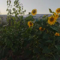 زمین در بیلوردی املاک ولیعصر