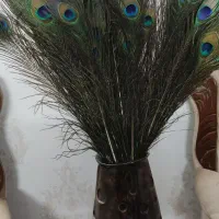 پرطاووس بسیار زیبا