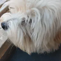 واگذاری|سگ|زرقان, |دیوار