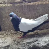 سرته|پرنده|چرداول, |دیوار