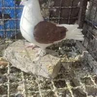 دوبالی نر بدون غلط