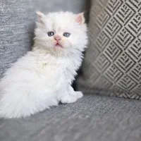 گربه پرشین سفید کاراملی گارفیلدی