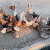 مرغ محلی|حیوانات مزرعه|اندیمشک, |دیوار