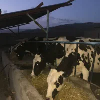 گاو گوساله تلیسه