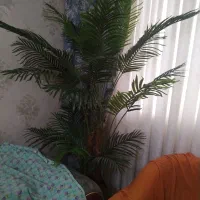 درختچه|گل مصنوعی|کرج, بنیاد|دیوار