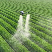 سمپاشی سیر ، برگ ریز پنبه با پهپاد قنبری