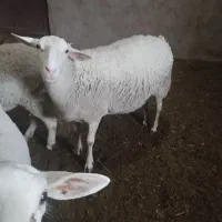 میش لاکن و رومن.