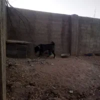 سگ.|سگ|میلاجرد, |دیوار