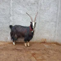 نربز جوان دو راس شیشک جوان