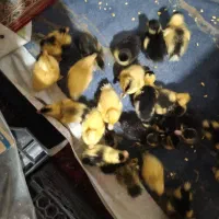 جوجه|حیوانات مزرعه|معمولان, |دیوار