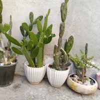 خرفه و انواع کاکتوس یک متری