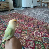 کوتوله برزیلی گمشده
