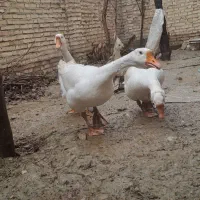 غوغاز اوکراینی