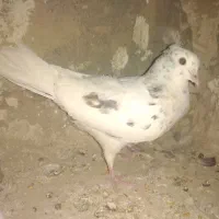 کفتر هما سرور خوشگل قرص محکم|پرنده|خزل, |دیوار