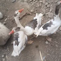 غاز