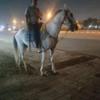 اسب نریون قد بلند|اسب و تجهیزات اسب‌سواری|اهواز, فاز ۱ پادادشهر|دیوار