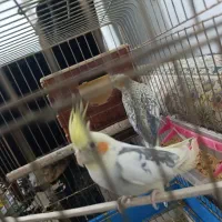 عروس هلندی روی تخم