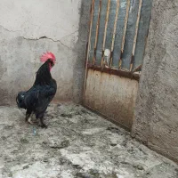 خروس سیاه جوان اصیل مرندی|حیوانات مزرعه|قم, عمار یاسر|دیوار