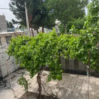 اجاره خانه ویلایی ولداباد ۲ طبقه