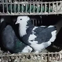 کبوتر رفتنی