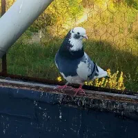 کبوتر پرشی|پرنده|قائمشهر, |دیوار