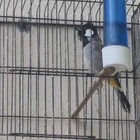 سهره|پرنده|شیراز, احمدآباد|دیوار