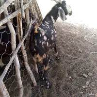 گوسفند