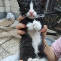 گربه مادر با سه بچه