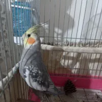 عروس هلندی|پرنده|پاکدشت, حصار امیر|دیوار